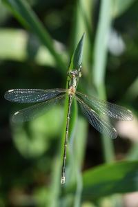 <i>Lestes barbarus</i>