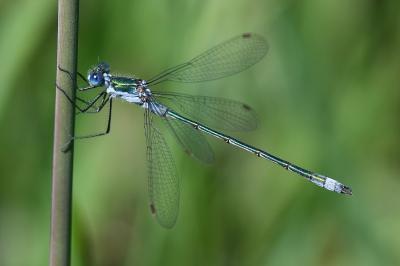 <i>Lestes sponsa</i>