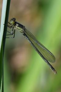 <i>Erythromma najas</i>