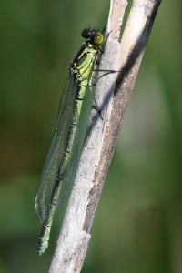 <i>Erythromma najas</i>