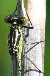 <i>Erythromma najas</i>