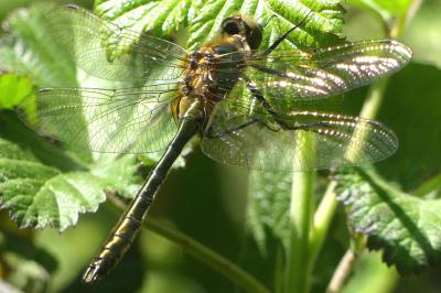 <i>Cordulia aenea</i>
