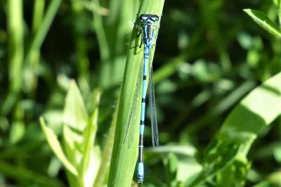 <i>Coenagrion puella</i>
