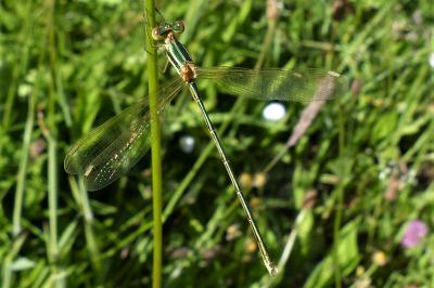 <i>Lestes barbarus</i>