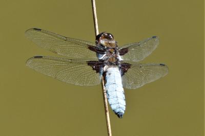 <i>Libellula depressa</i>