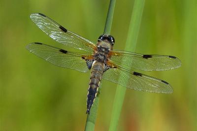 <i>Libellula quadrimaculata</i>