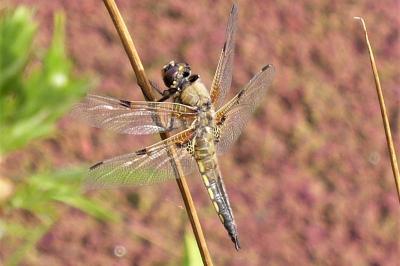 <i>Libellula quadrimaculata</i>