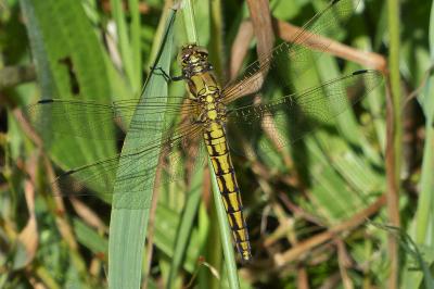 <i>Orthetrum cancellatum</i>