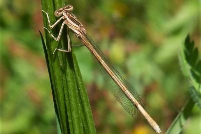 <i>Platycnemis acutipennis</i>