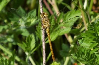 <i>Sympetrum meridionale</i>