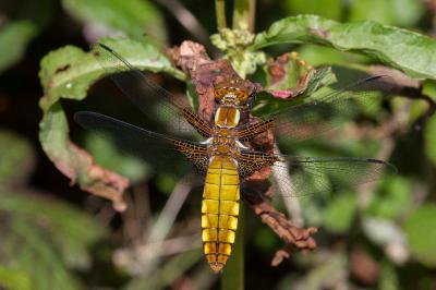 <i>Libellula depressa</i>