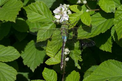 <i>Anax imperator</i>