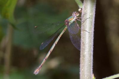 <i>Chalcolestes viridis</i>