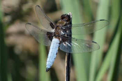 <i>Libellula depressa</i>
