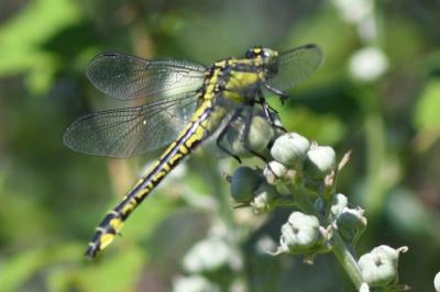<i>Gomphus vulgatissimus</i>