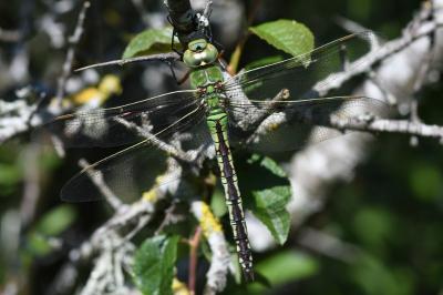 <i>Anax imperator</i>