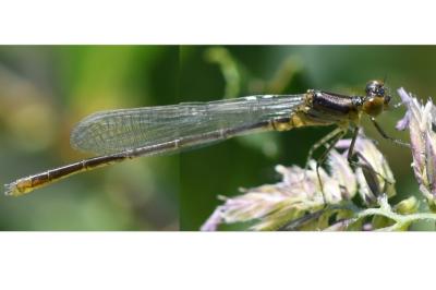 <i>Erythromma viridulum</i>