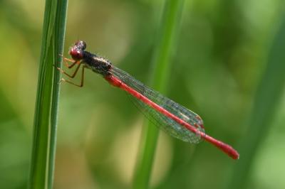 <i>Ceriagrion tenellum</i>