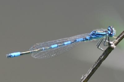 <i>Coenagrion scitulum</i>