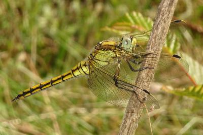 <i>Orthetrum cancellatum</i>