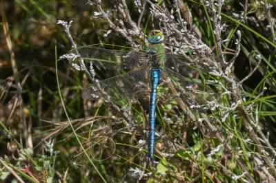 <i>Anax imperator</i>