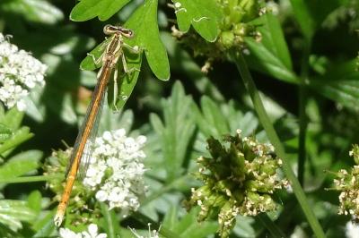 <i>Platycnemis acutipennis</i>