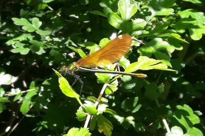 <i>Calopteryx virgo</i>