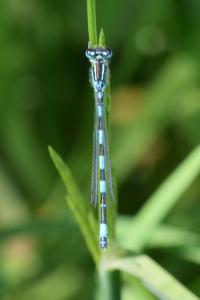 <i>Coenagrion mercuriale</i>
