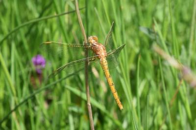 <i>Orthetrum coerulescens</i>