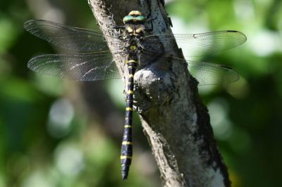 <i>Cordulegaster boltonii</i>