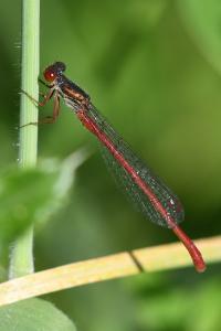 <i>Ceriagrion tenellum</i>
