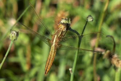 <i>Crocothemis erythraea</i>