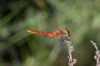 <i>Sympetrum sanguineum</i>
