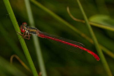 <i>Ceriagrion tenellum</i>