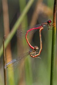 <i>Ceriagrion tenellum</i>