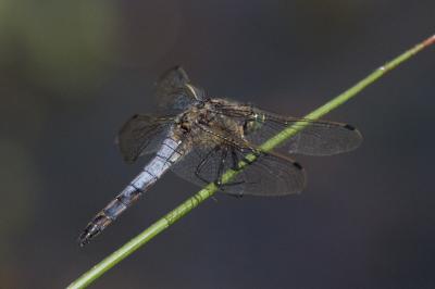 <i>Orthetrum cancellatum</i>