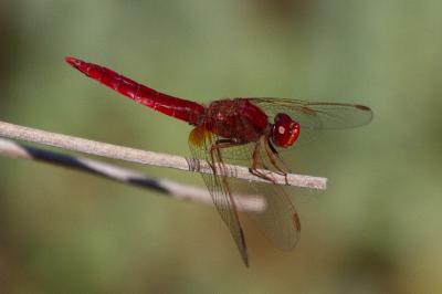 <i>Crocothemis erythraea</i>