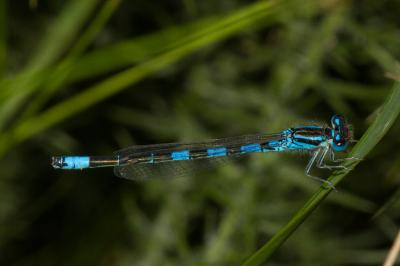 <i>Coenagrion scitulum</i>