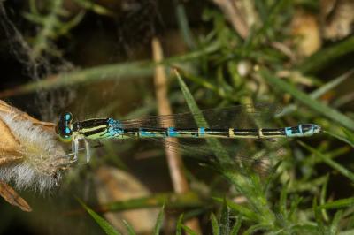 <i>Coenagrion scitulum</i>