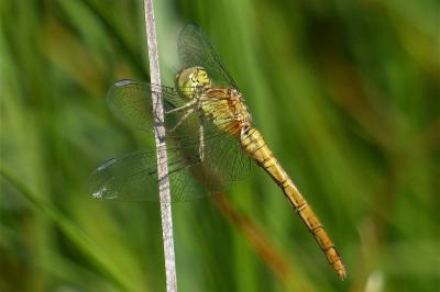 <i>Sympetrum meridionale</i>
