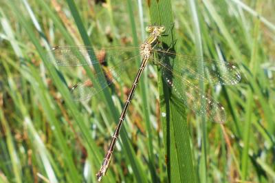<i>Lestes barbarus</i>
