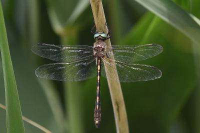 <i>Oxygastra curtisii</i>