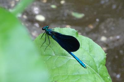 <i>Calopteryx virgo</i>