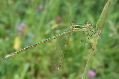 <i>Lestes barbarus</i>