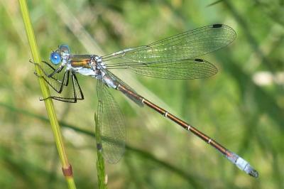 <i>Lestes dryas</i>
