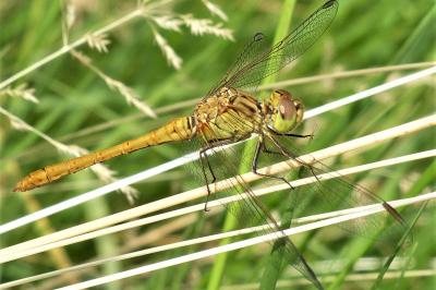 <i>Sympetrum meridionale</i>