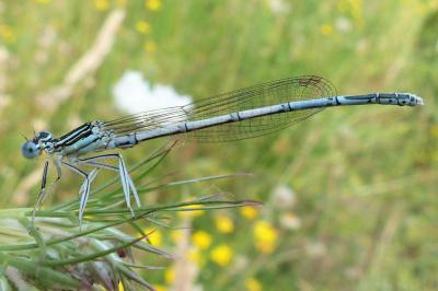 <i>Platycnemis pennipes</i>