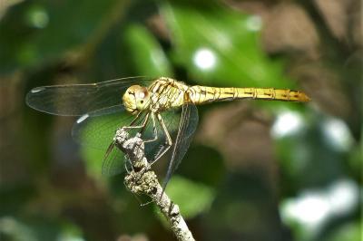 <i>Sympetrum meridionale</i>