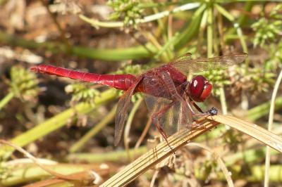 <i>Crocothemis erythraea</i>