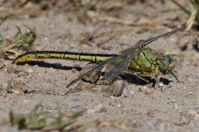 <i>Gomphus pulchellus</i>